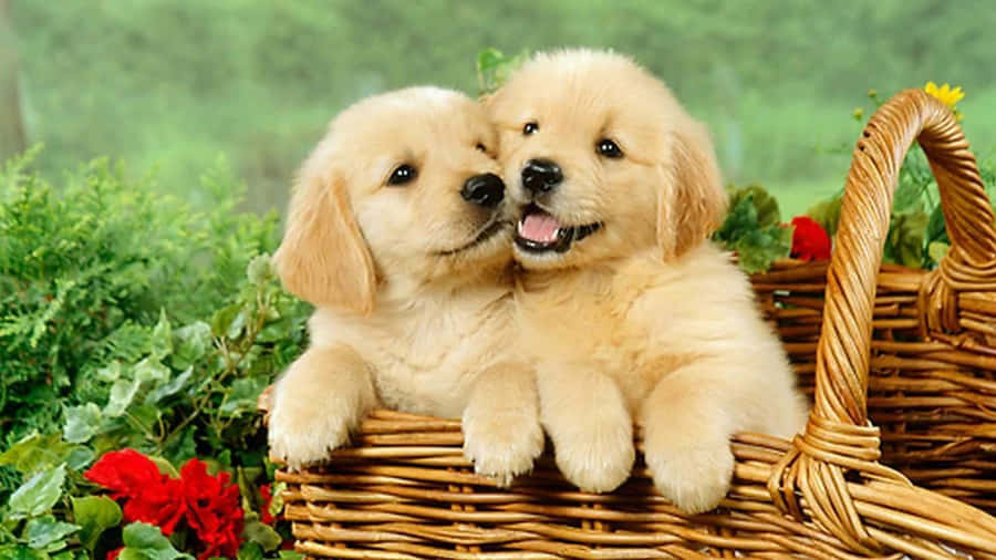 Two Golden Retriever Puppies In A Basket Wallpaper
