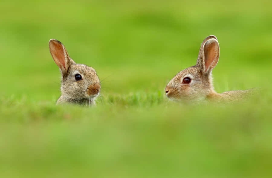 Two Haresin Grass Wallpaper