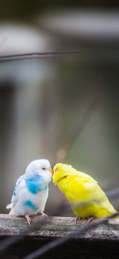 Two Pecking Bird Iphonebackground Image Wallpaper