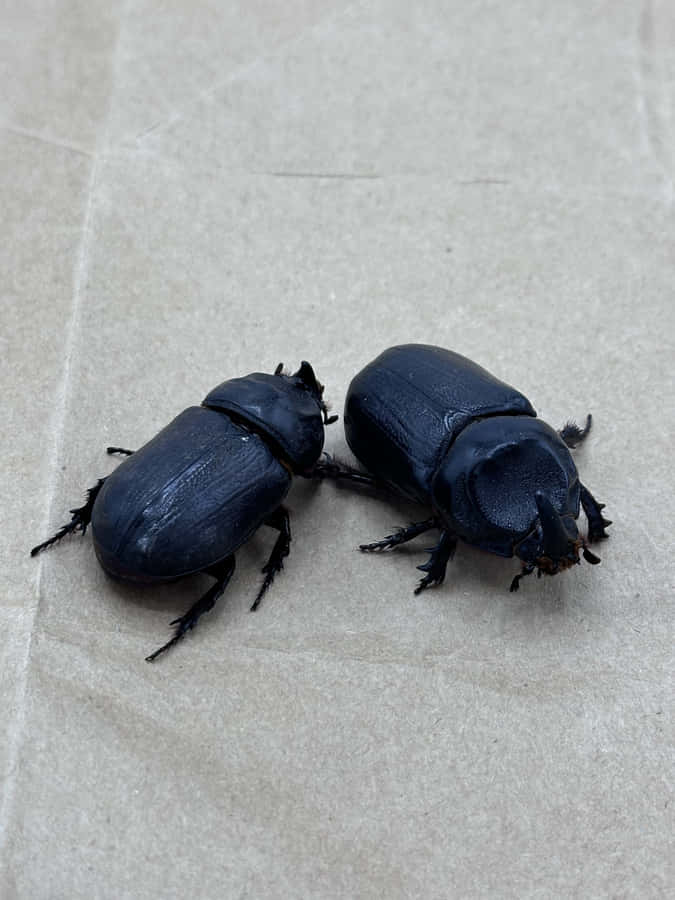 Two Rhinoceros Beetleson Concrete Wallpaper