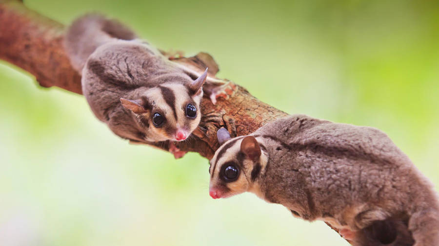 Two Sugar Gliders On Branch Wallpaper