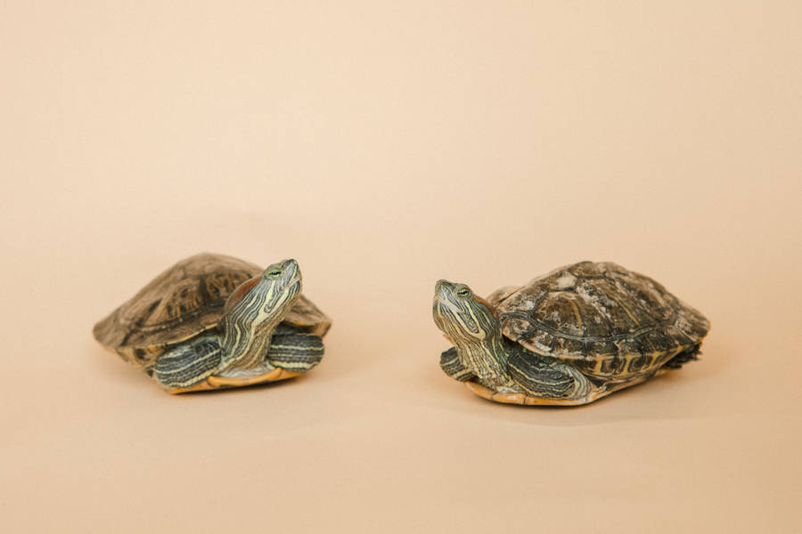Two Turtles Cute Animals Wallpaper