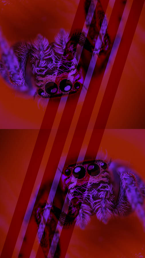 Ugly Tarantula Wallpaper