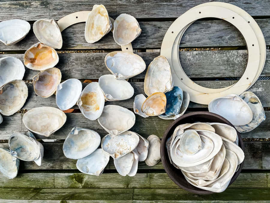 Uncover Unexpected Treasures With A Clam Shell Wallpaper