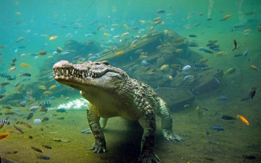 Underwater Alligator With Fish Wallpaper