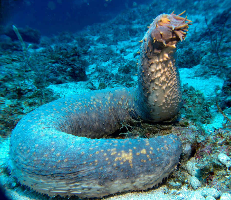 Underwater Glimpse Of A Sea Cucumber Wallpaper