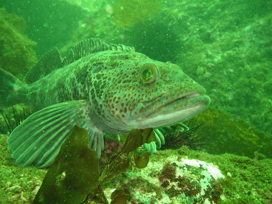 Underwater Majesty – A Lingcod In Its Natural Habitat Wallpaper