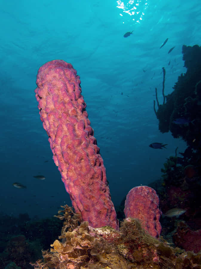 Underwater Pink Sponge Column Wallpaper
