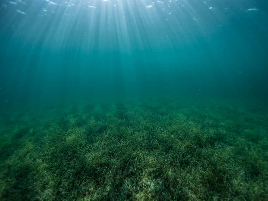 Underwater Seagrass Bed Sunrays Wallpaper