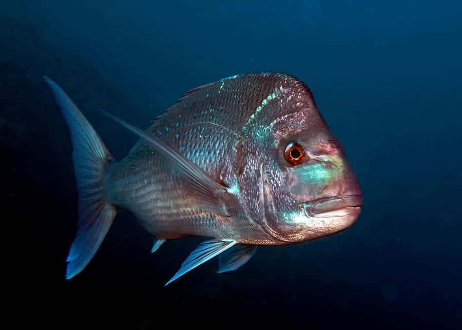 Underwater Snapper Fish Swimming Wallpaper