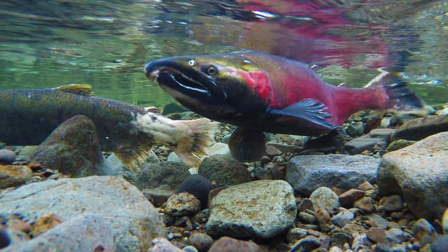 Underwater Sockeye Salmon Spawning.jpg Wallpaper