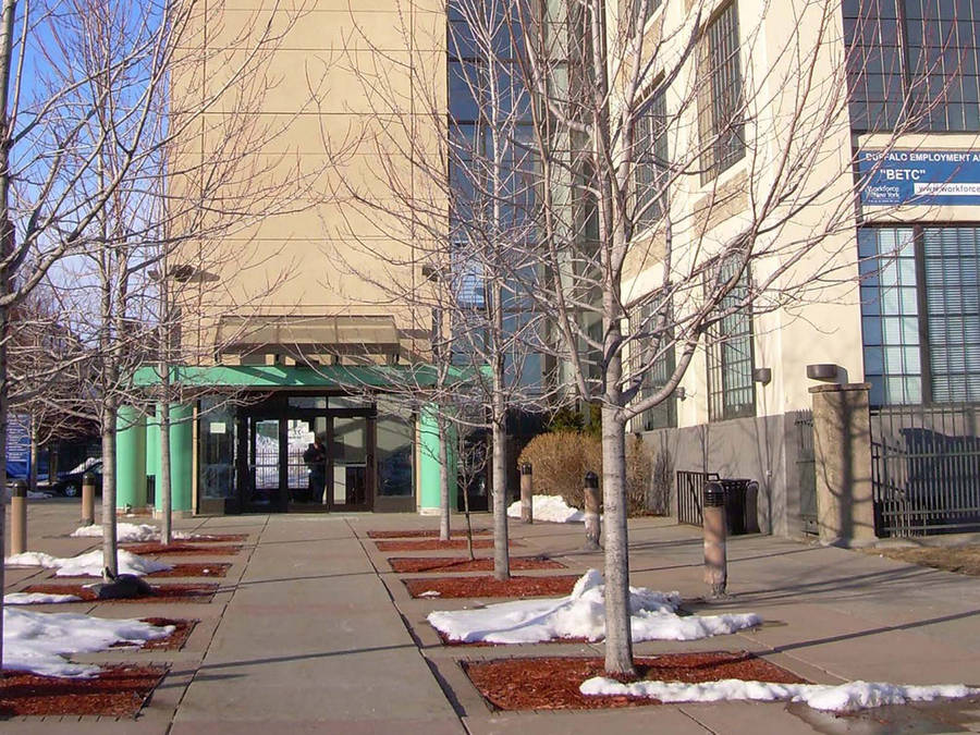 University At Buffalo Suny Bare Trees Wallpaper