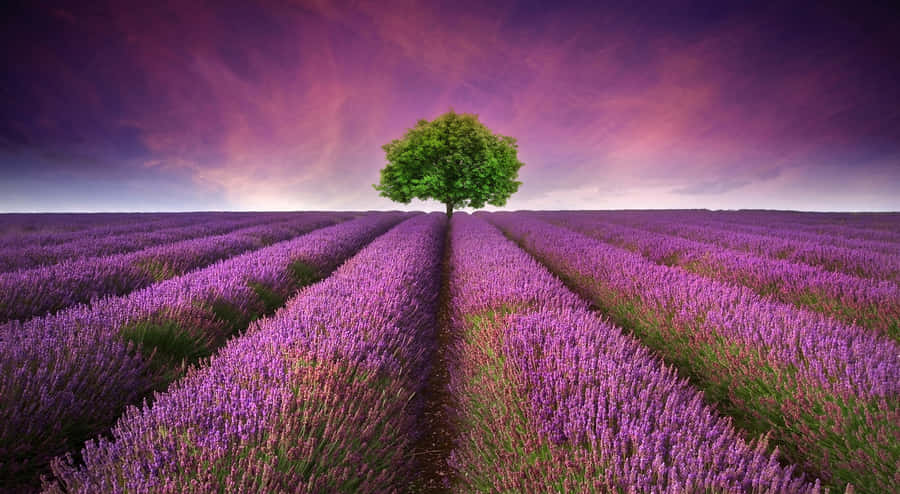 Unlock The Power Of Nature With Essential Oils Wallpaper