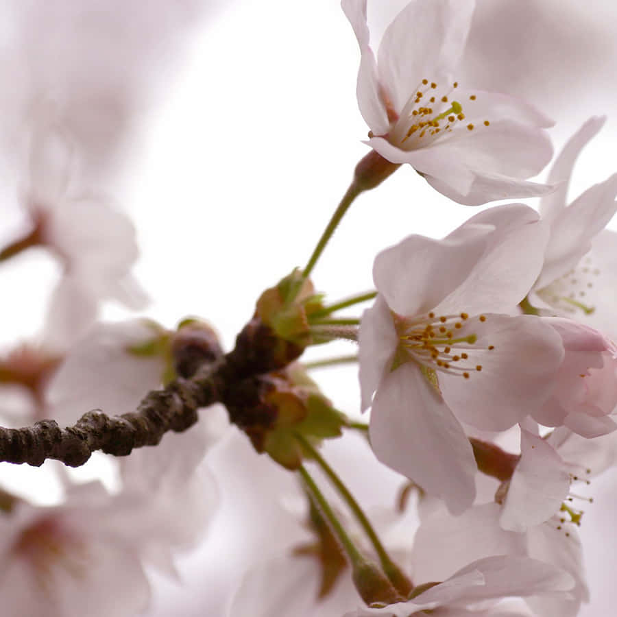 Unlock Your Imagination With Fantasy Phone Wallpaper