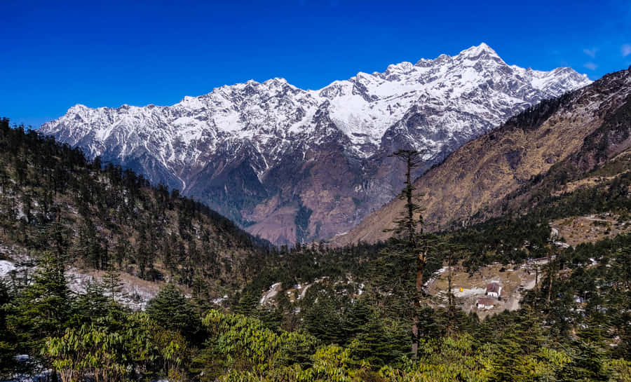 Unorthodox Trees On Mountain Wallpaper
