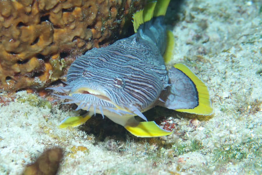 Up-close Profile Of A Toadfish Wallpaper