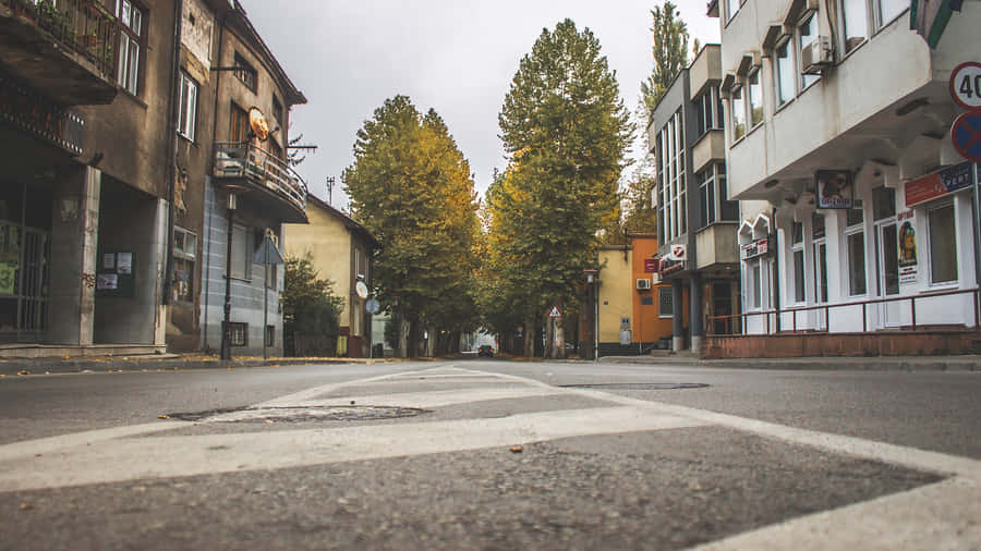 Urban Trees On A Local Street Wallpaper