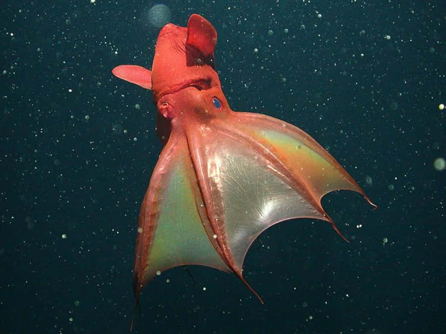 Vampire Squid Underwater Wallpaper