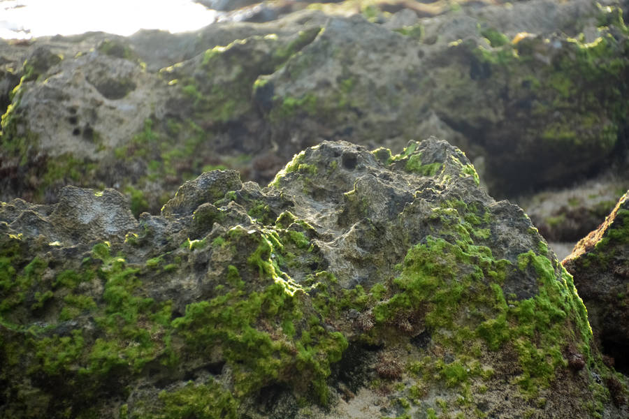 Vanuatu Mossy Rocks Wallpaper