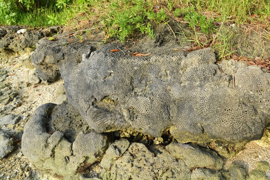 Vanuatu Shore Rocks Wallpaper