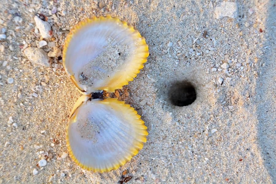 Vanuatu Yellow Clam Wallpaper