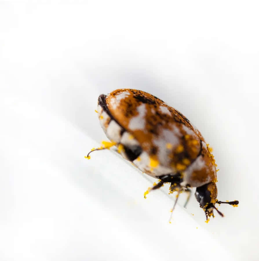 Varied Carpet Beetle Closeup Wallpaper
