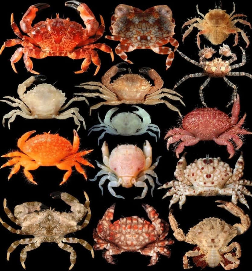 Variety_of_ Xanthid_ Crabs Wallpaper