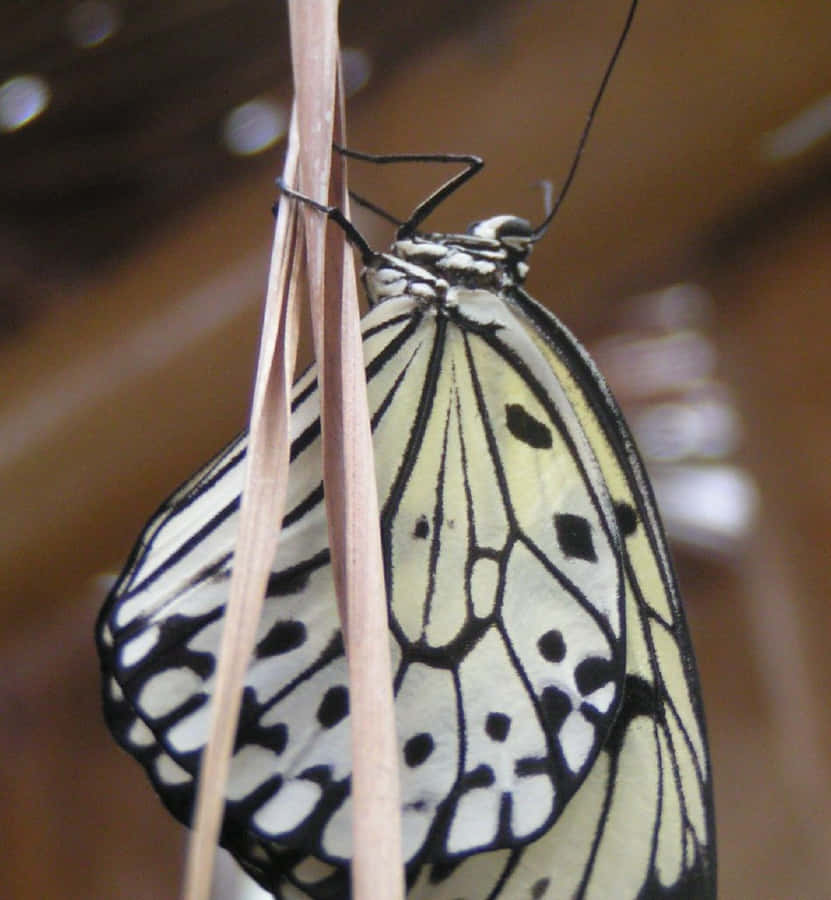 Various Colorful Butterflies Flying At The Butterfly Zoo Wallpaper