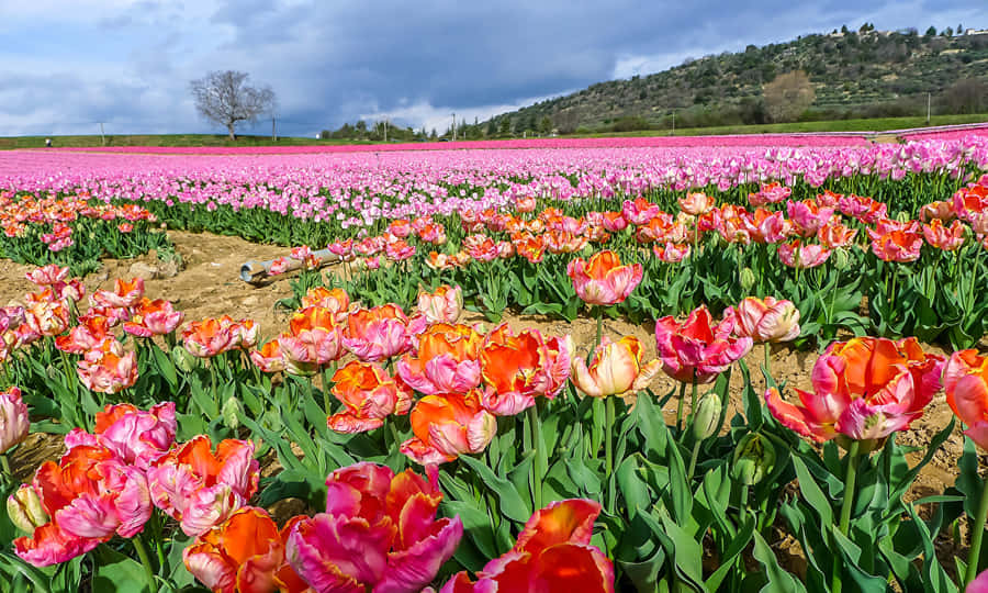 Vast 1280x768 Rose Field Wallpaper