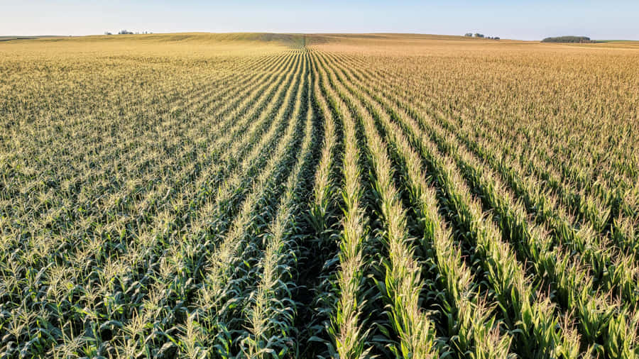 Vast Cornfield At Country Farm Wallpaper