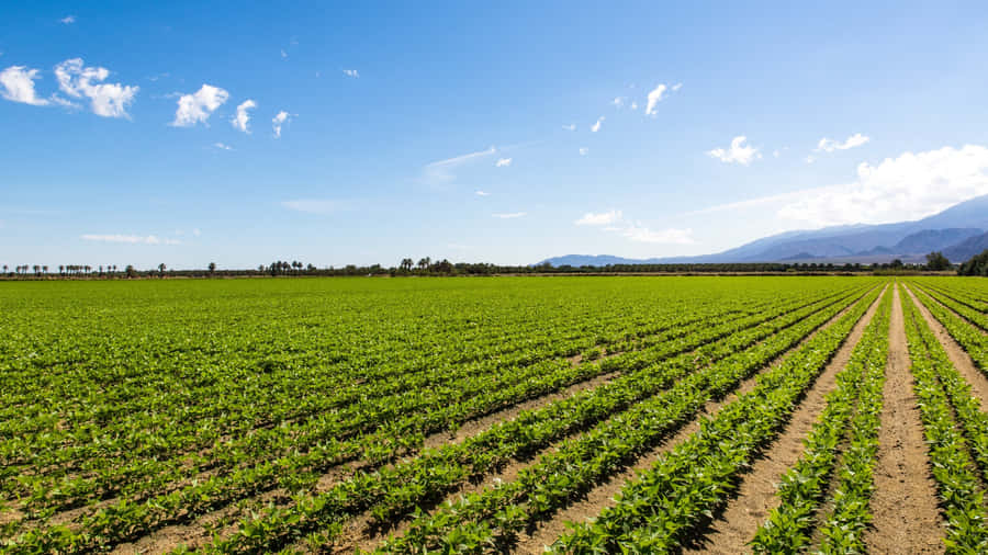 Vast Green Farmland Fields Wallpaper