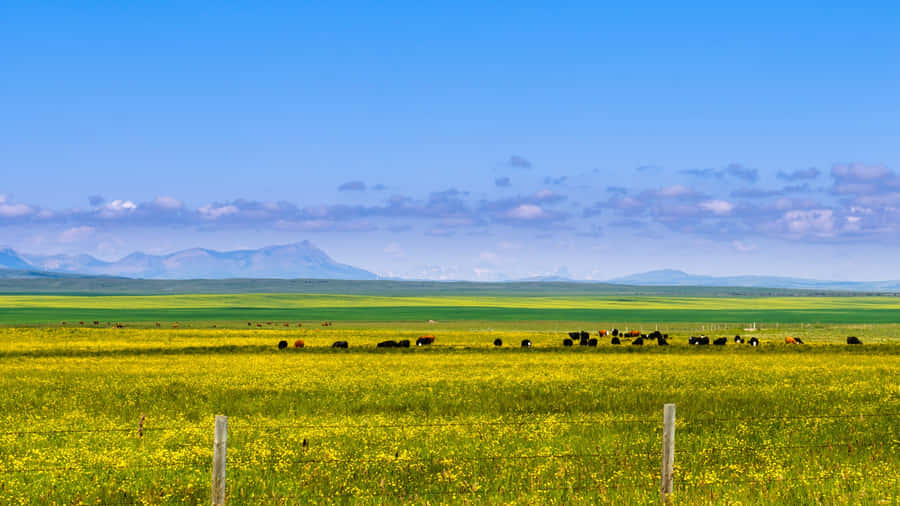 Vast Green Farmland Landscape Wallpaper