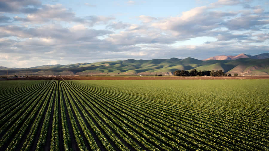 Vast Green Farmland Wallpaper