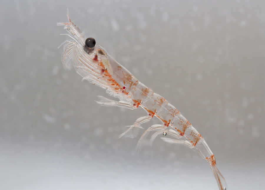 Vast Swarms Of Antarctic Krill Wallpaper