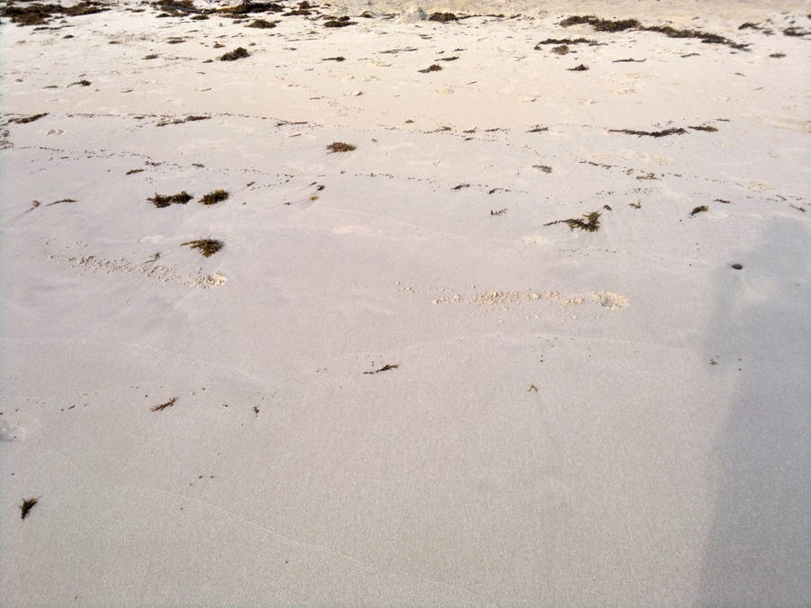 Venezuela's Beach Sand Wallpaper