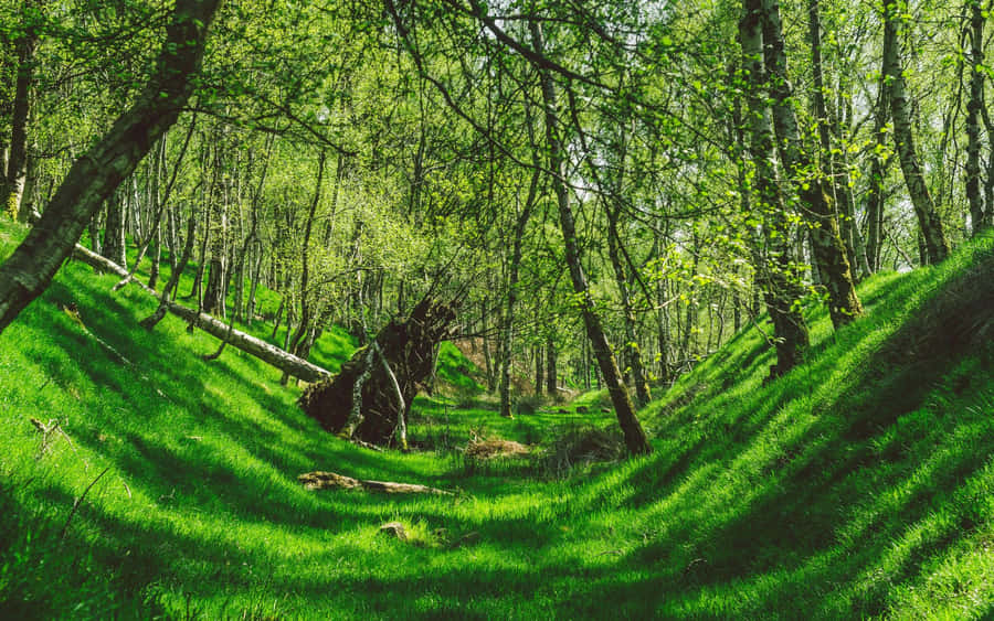 Verdant Forest Glade Sunlight Wallpaper
