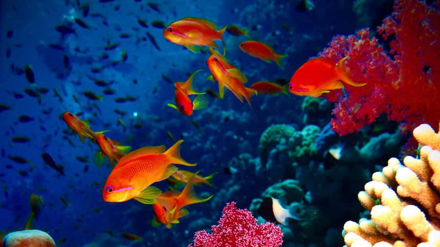 Vibrant 4k View Of A Magnificent Coral Reef Wallpaper