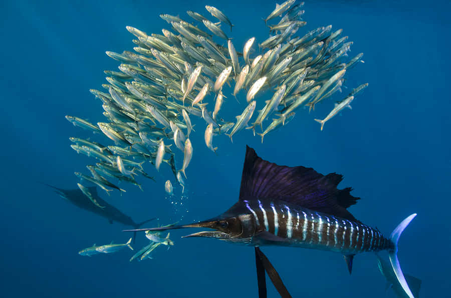 Vibrant And Graceful Sailfish In The Ocean Wallpaper