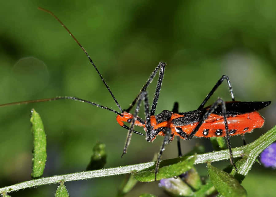 Vibrant Assassin Bug On Greenery Wallpaper