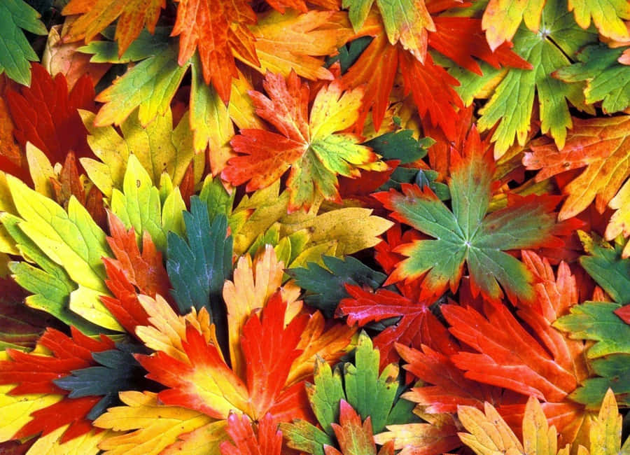 Vibrant Autumn Colors In A Serene Forest Wallpaper