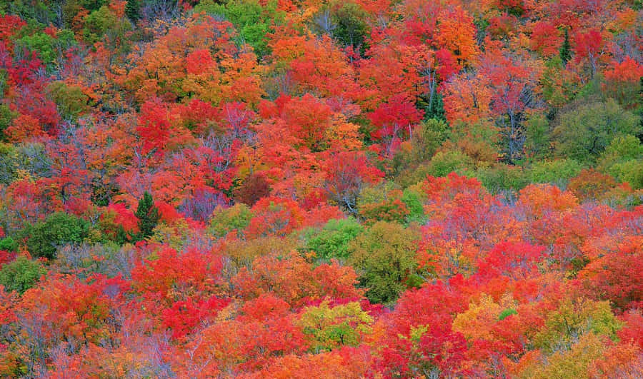 Vibrant Autumn Colors In A Serene Forest Wallpaper