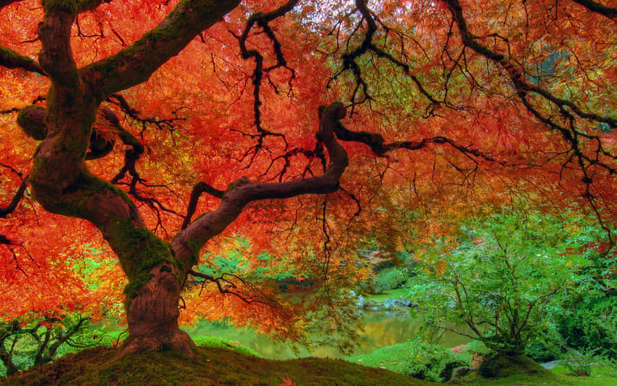 Vibrant Autumn Colors In Nature Wallpaper