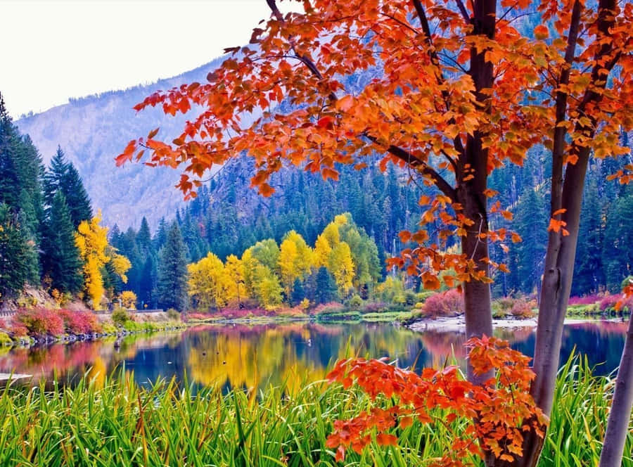 Vibrant Autumn Colors In The Forest Wallpaper