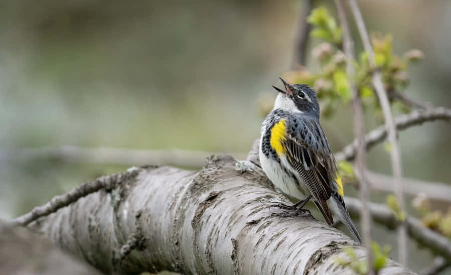 Vibrant Birds Chirping In A Scenic Forest Wallpaper