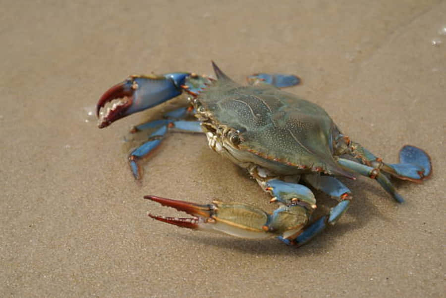 Vibrant Blue Crab In Natural Habitat Wallpaper