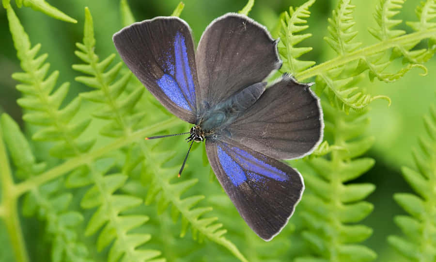 Vibrant_ Blue_ Hairstreak_ Butterfly Wallpaper