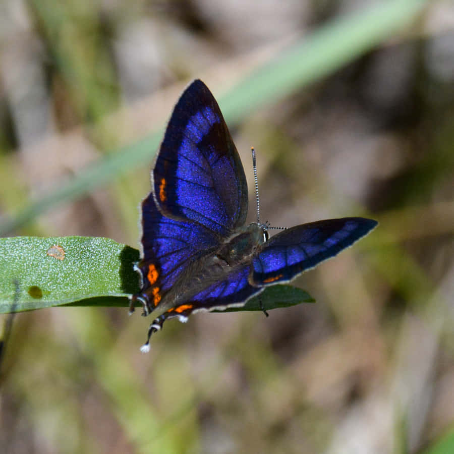 Vibrant_ Blue_ Hairstreak_ Butterfly.jpg Wallpaper