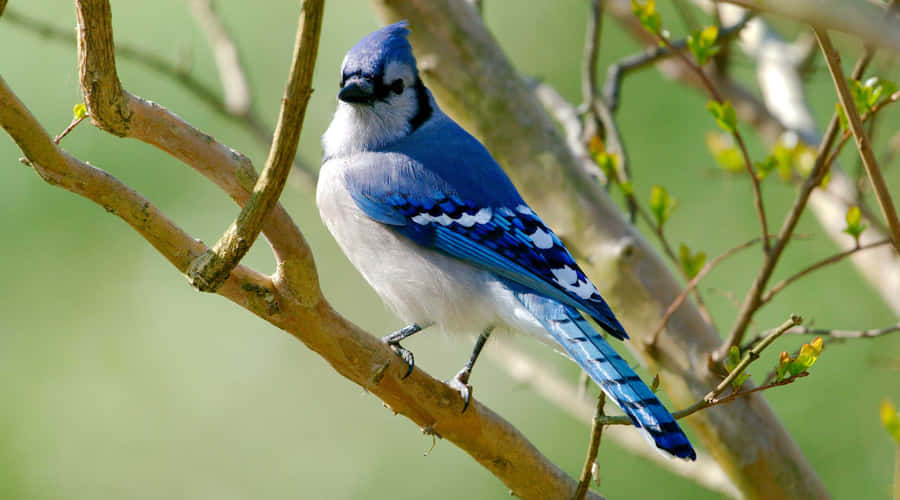 Vibrant Blue Jay Perchedon Branch Wallpaper