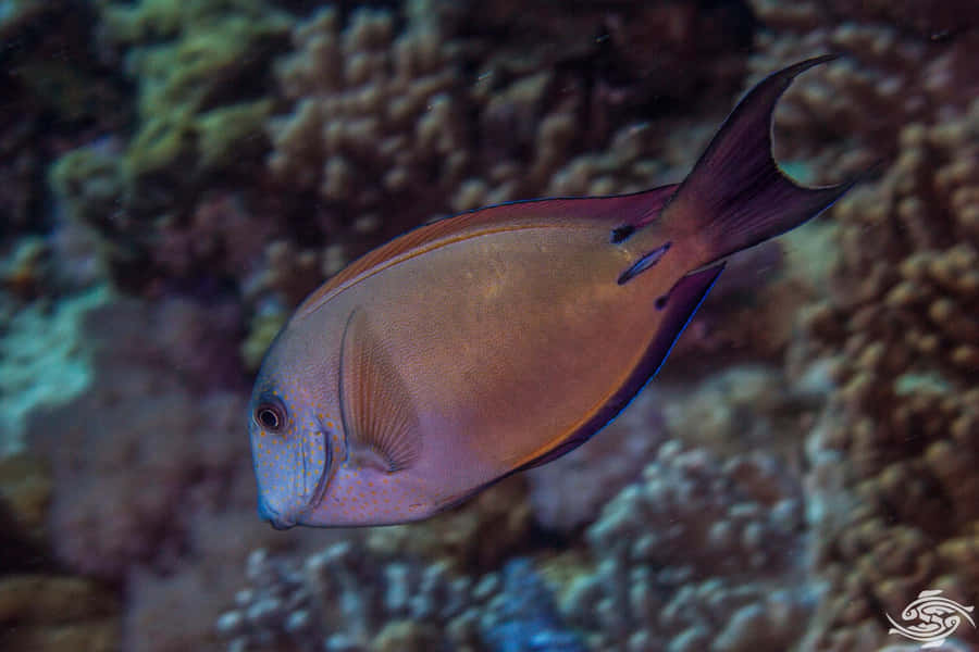 Vibrant Blue Surgeonfish Swimming Underwater Wallpaper