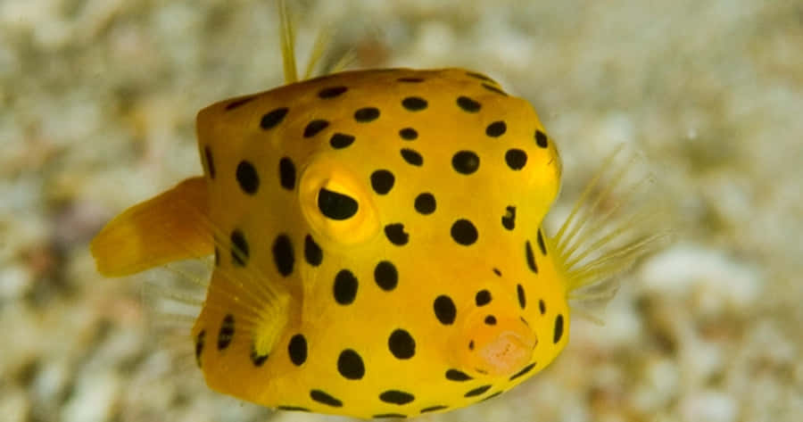 Vibrant Boxfish Underwater Adventure Wallpaper